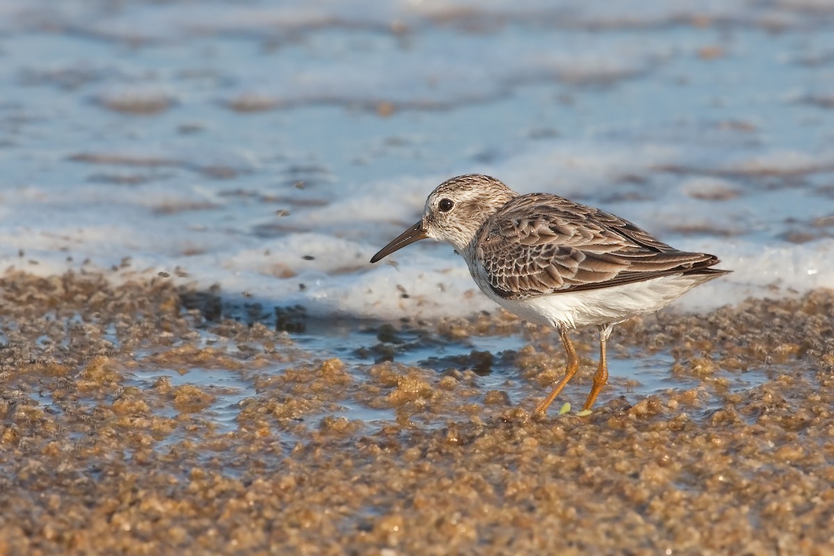 Least Sandpiper - ML638089574