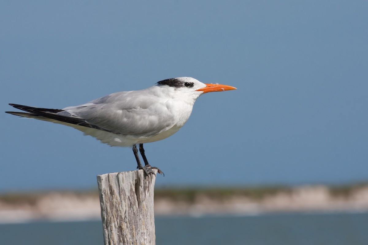 Royal Tern - ML638089609