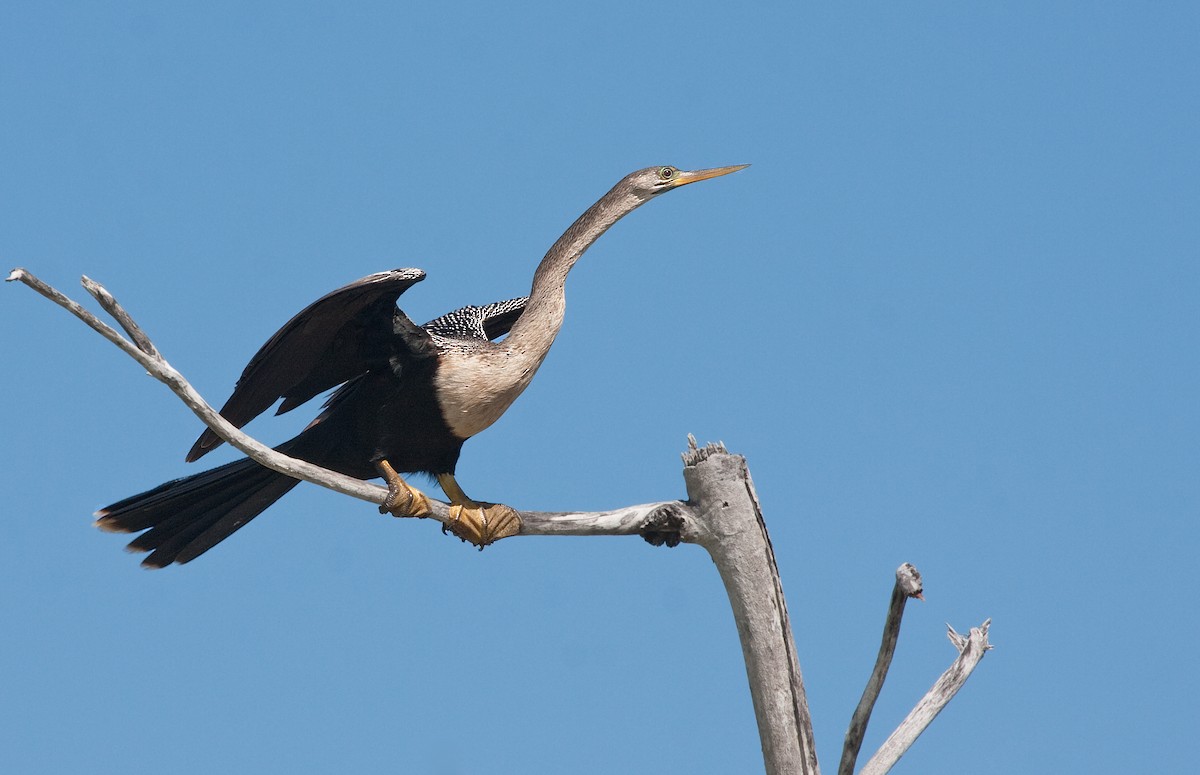 Anhinga - ML638089628