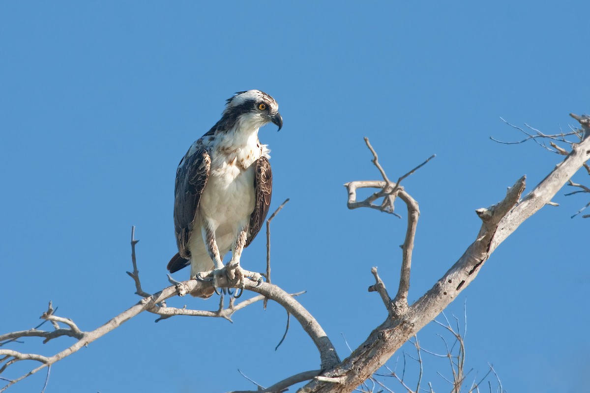 Osprey - ML638089641