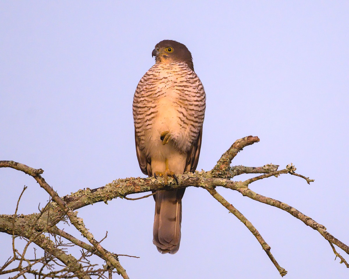 African Goshawk - ML638089649
