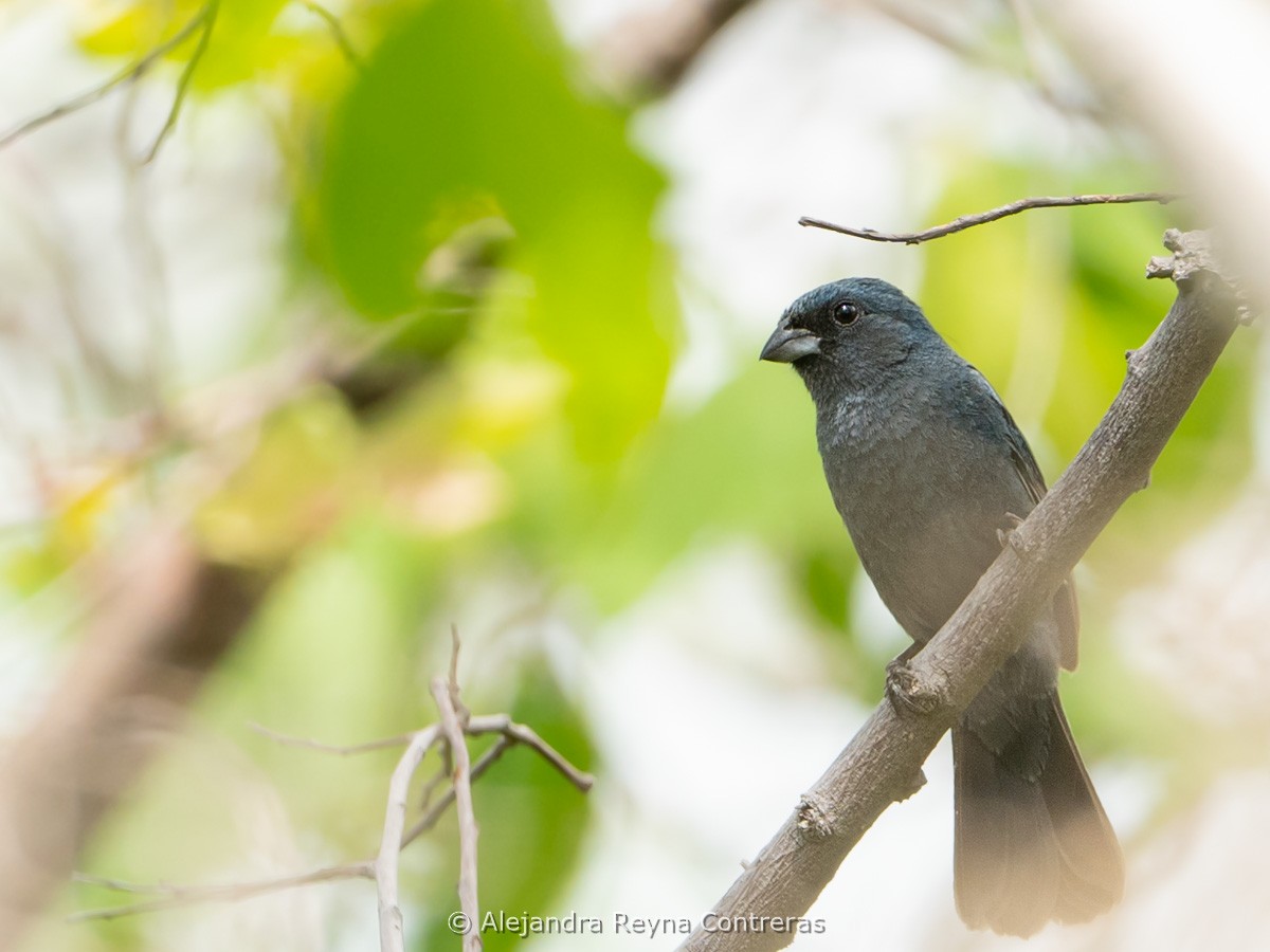 Blue Seedeater (Slate-blue) - ML638089660