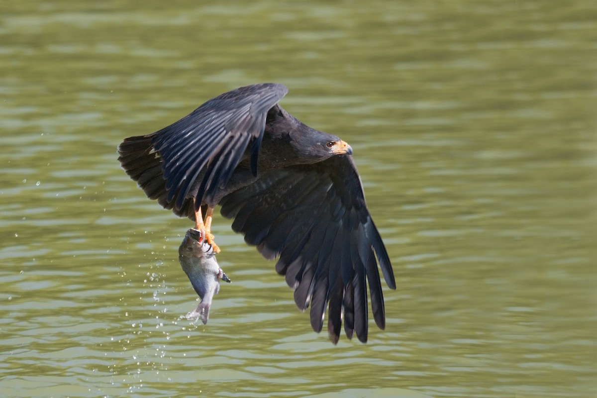 Common Black Hawk - ML638089668