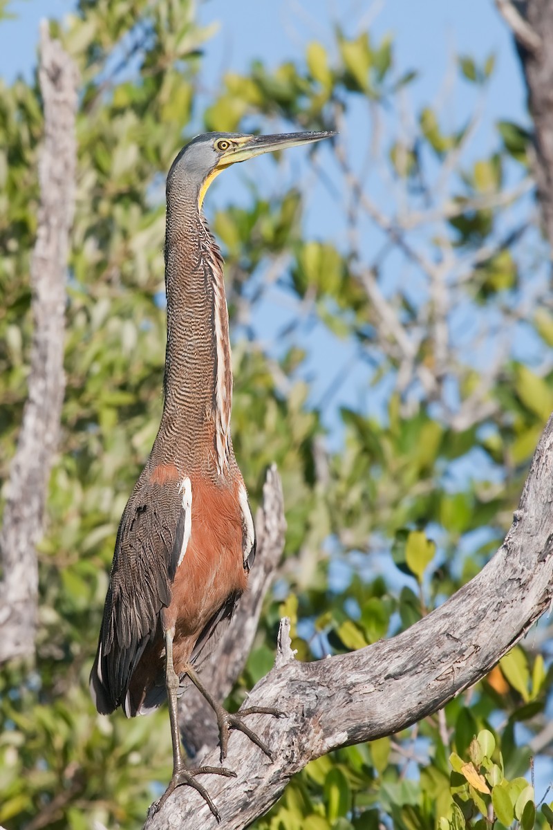 Bare-throated Tiger-Heron - ML638089675