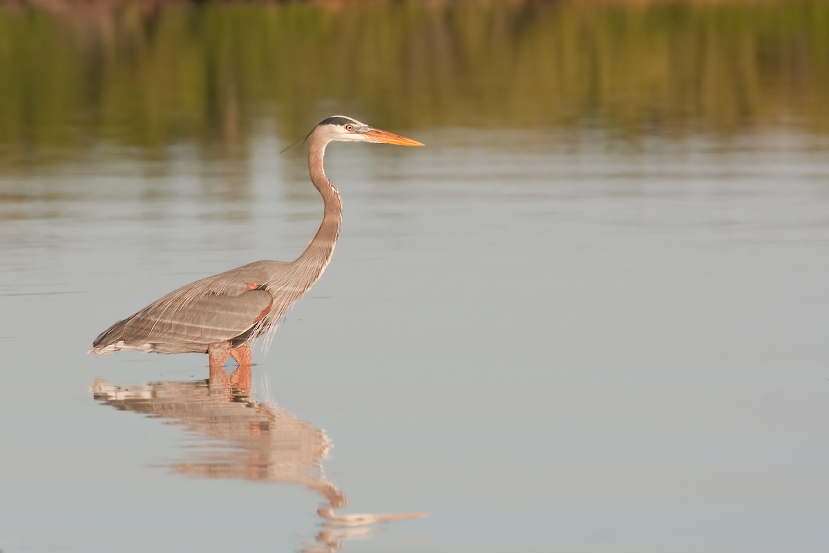 Great Blue Heron - ML638089683