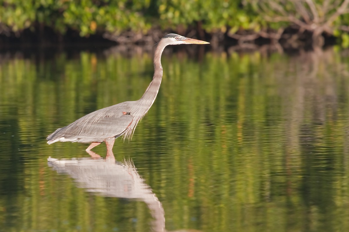 Great Blue Heron - ML638089692