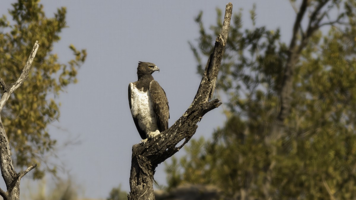 Martial Eagle - ML638089707
