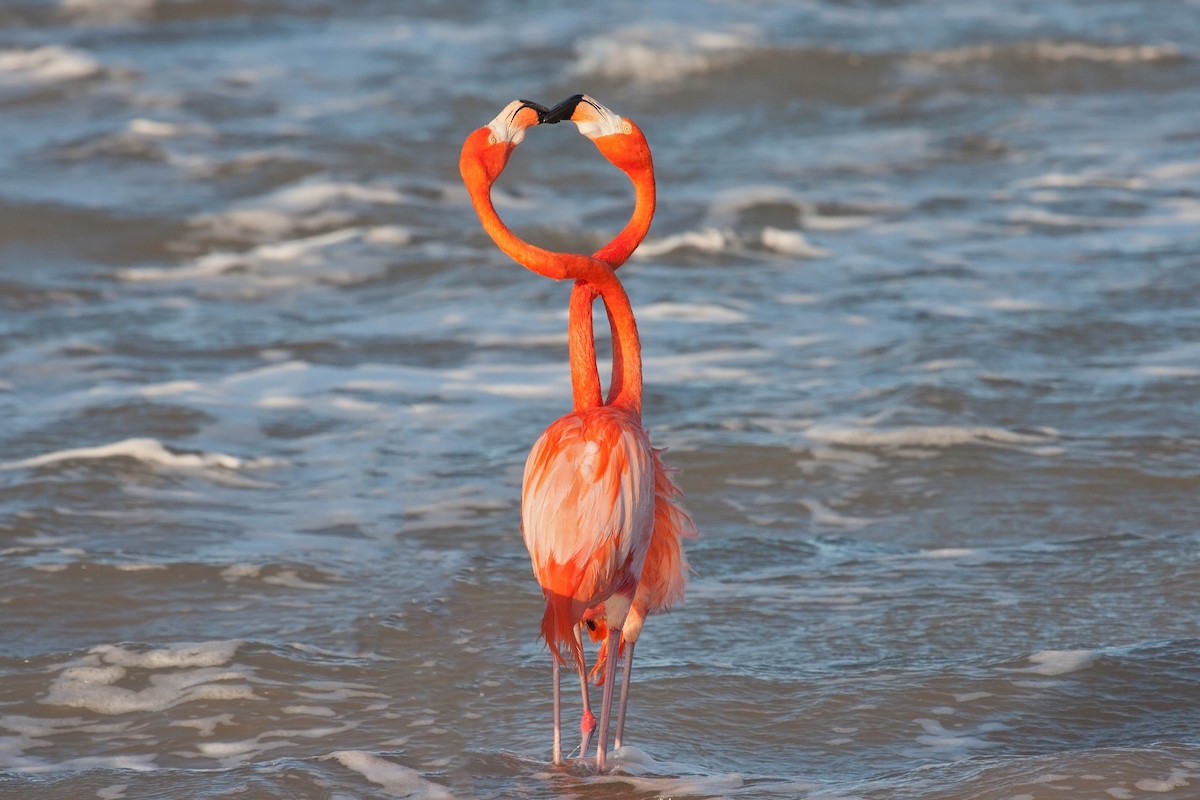 American Flamingo - ML638089739