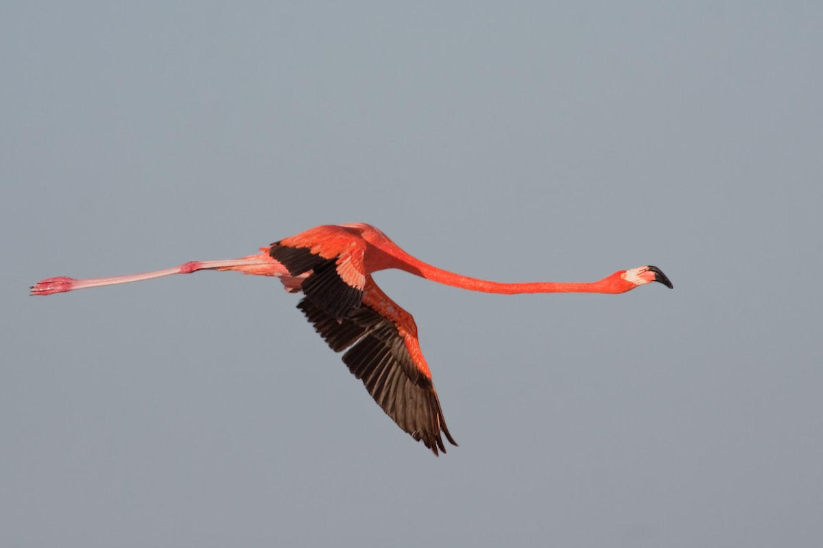 American Flamingo - ML638089745