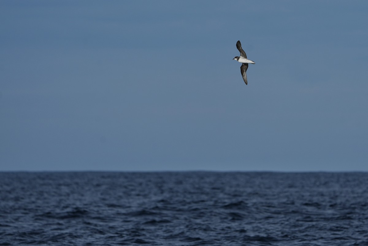 Soft-plumaged Petrel - ML638089759