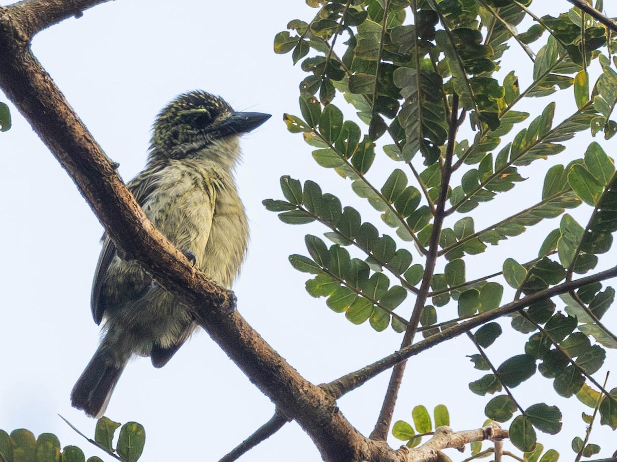 Speckled Tinkerbird - ML638089762