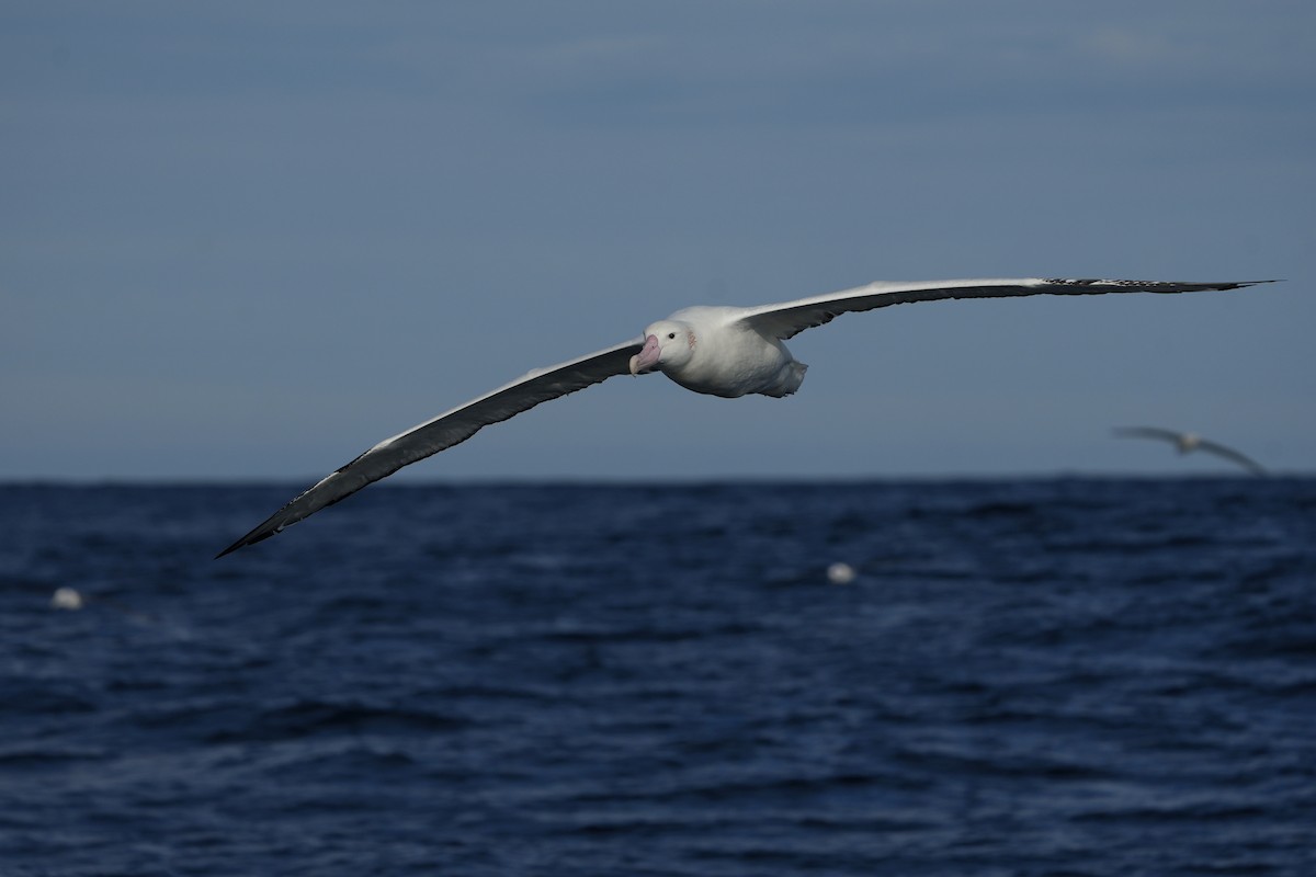 Snowy Albatross - ML638089771