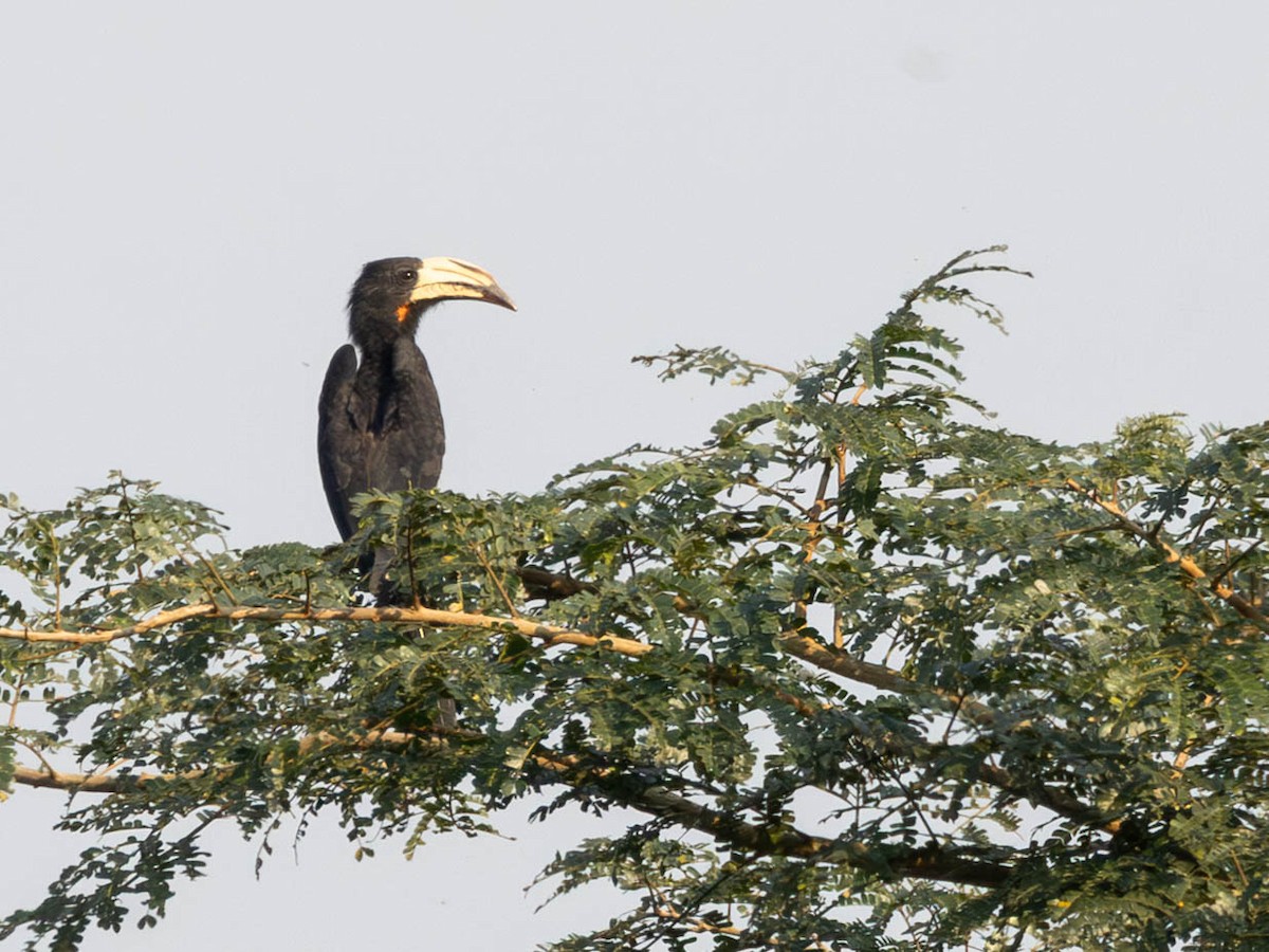 Congo Pied Hornbill - ML638089772