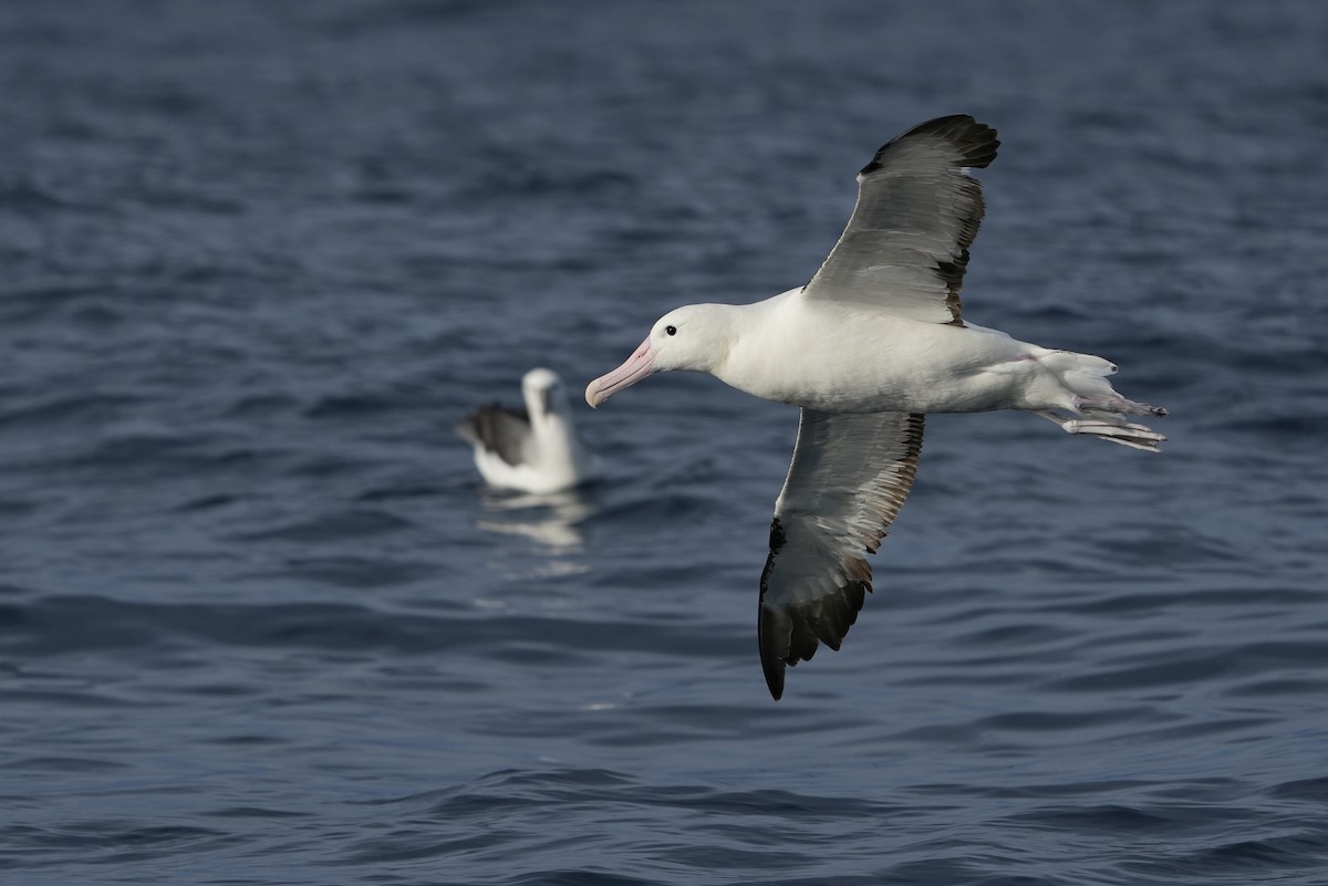 Northern Royal Albatross - ML638089778