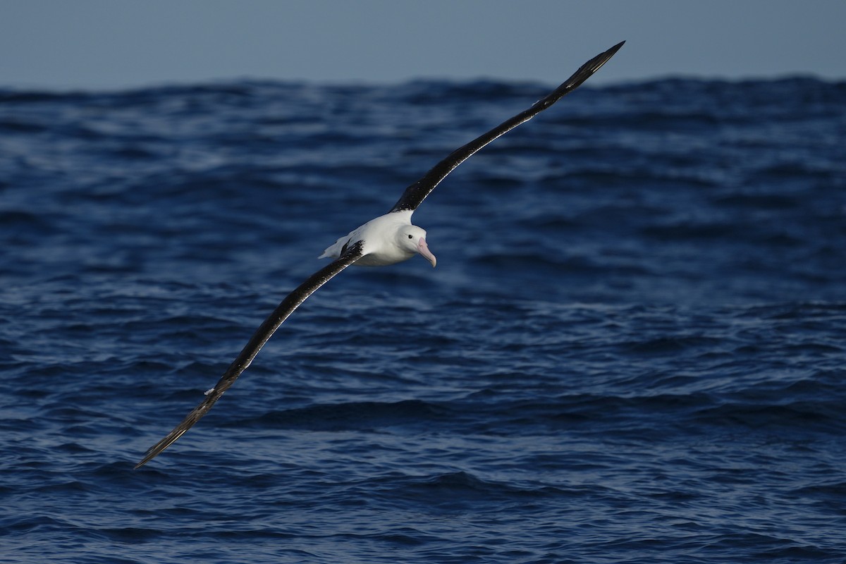 Northern Royal Albatross - ML638089779