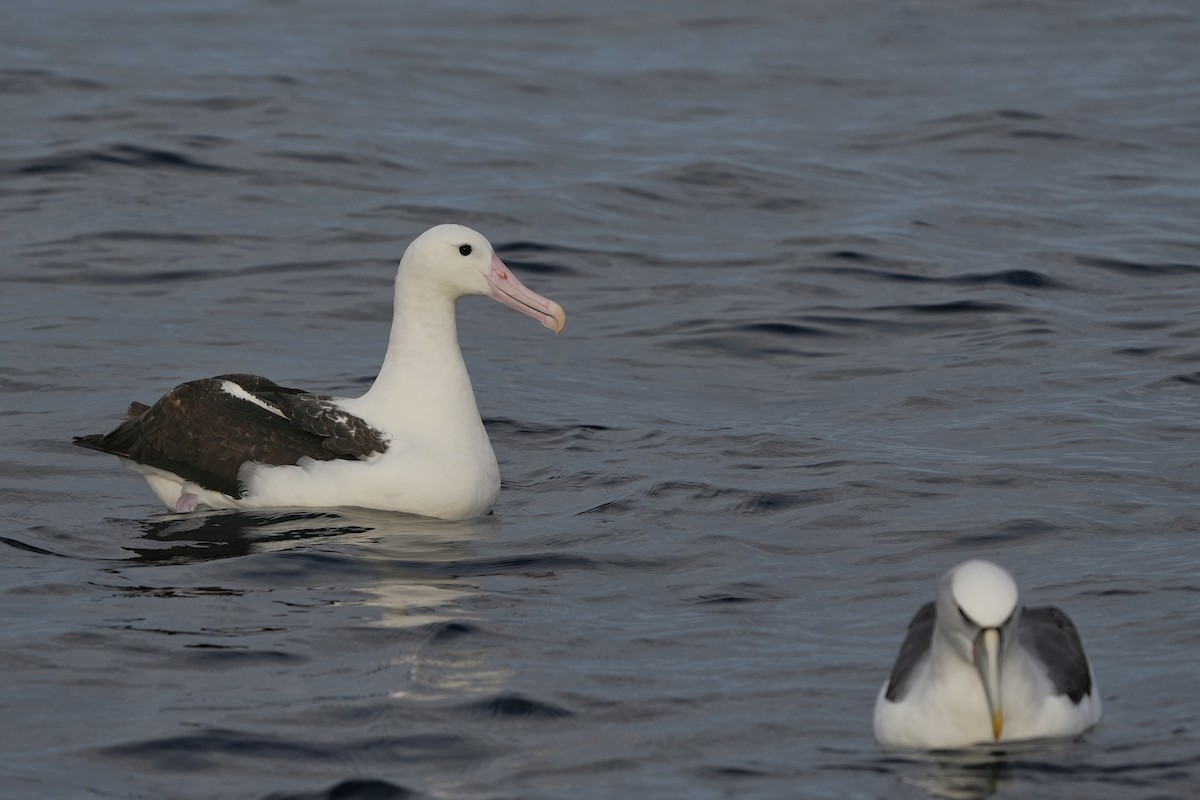 Northern Royal Albatross - ML638089780
