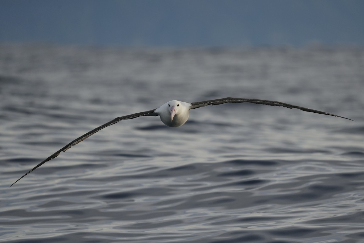 Northern Royal Albatross - ML638089781