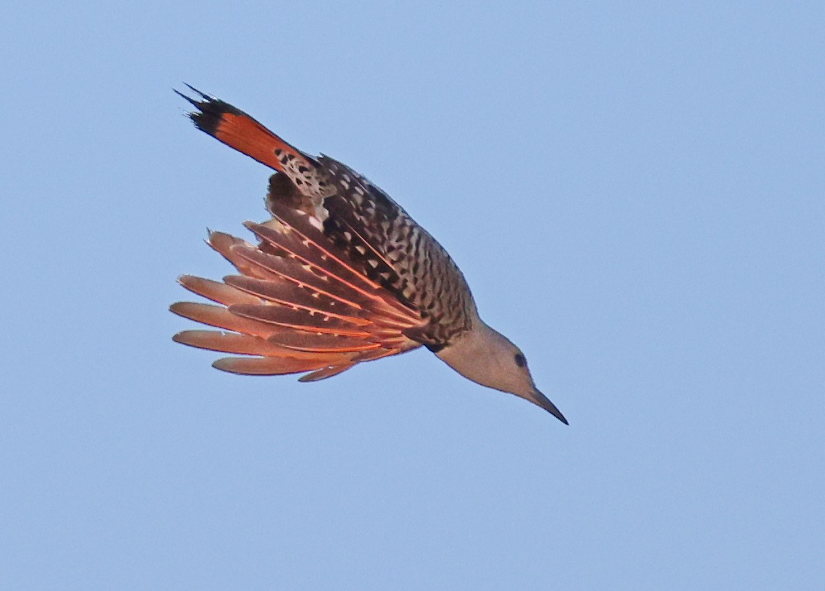 Northern Flicker - ML638089789