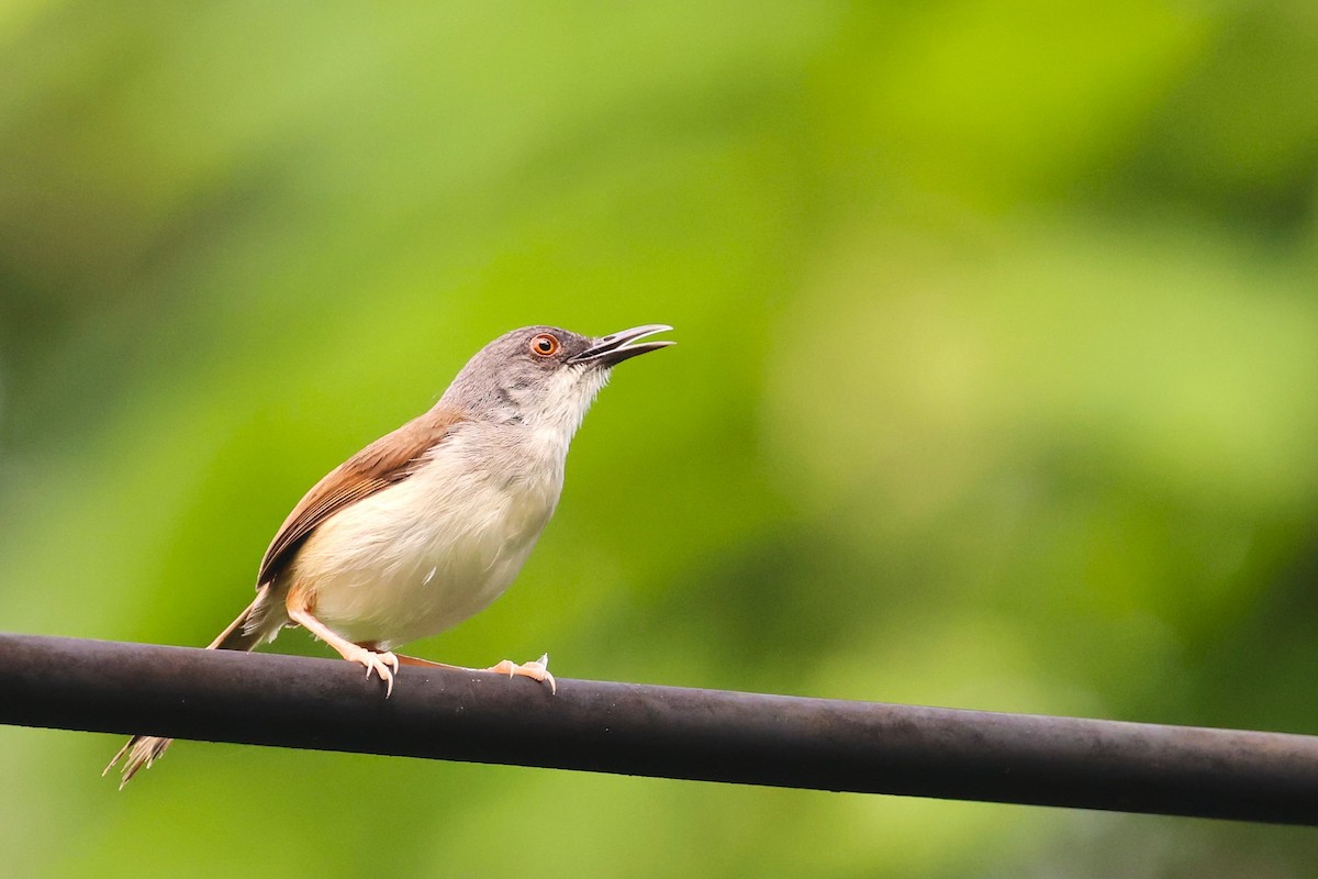 Rufescent Prinia - ML638089790