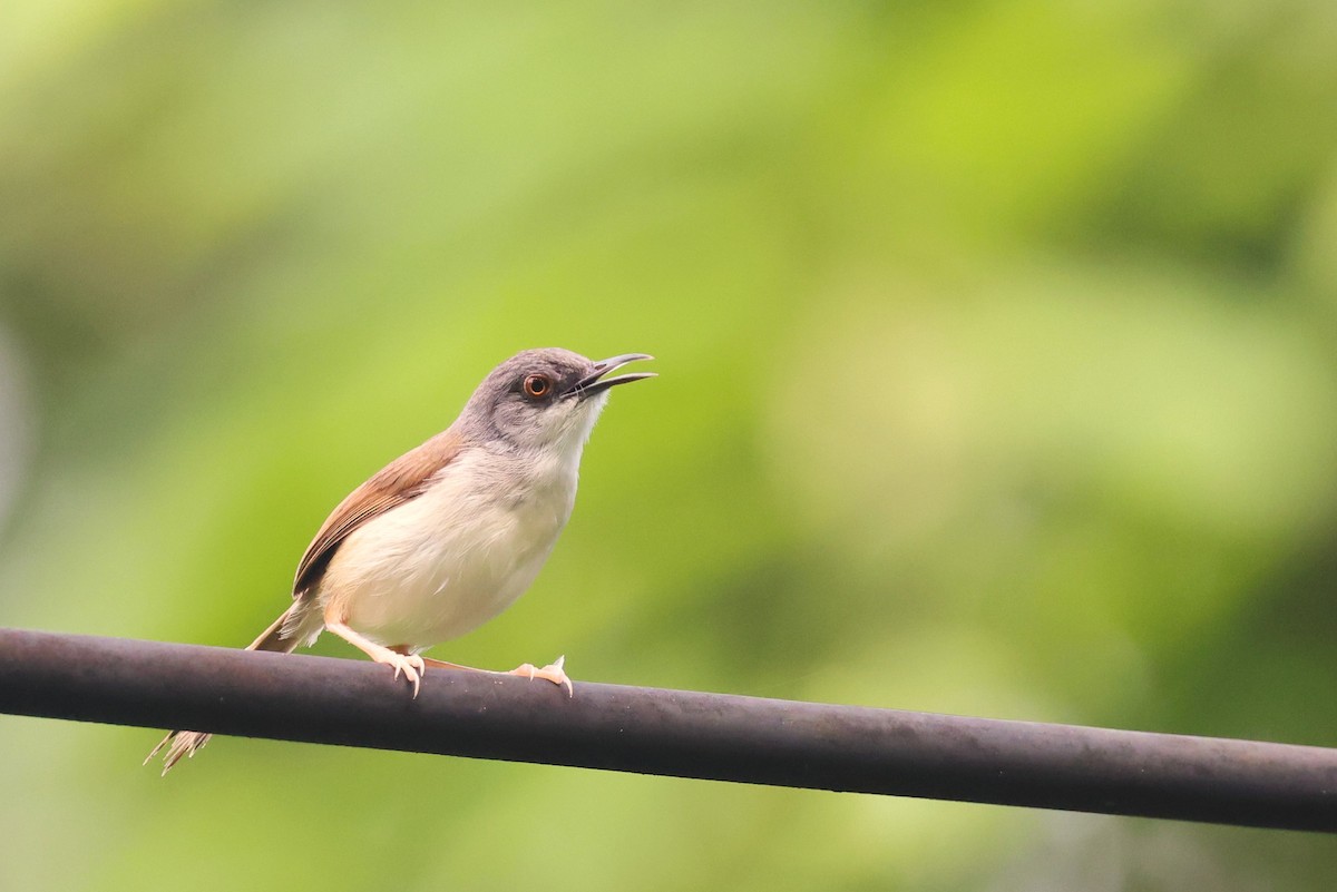 Rufescent Prinia - ML638089791