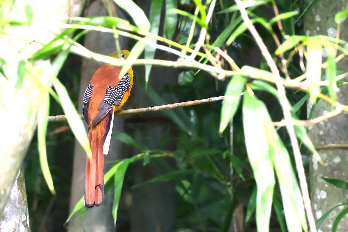 Orange-breasted Trogon - ML638089794