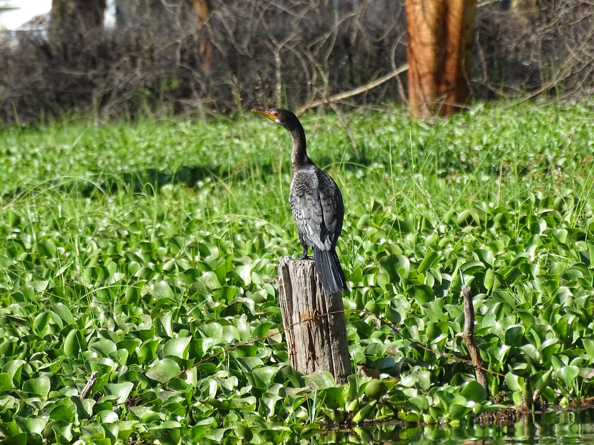 Reed Cormorant - ML638089809