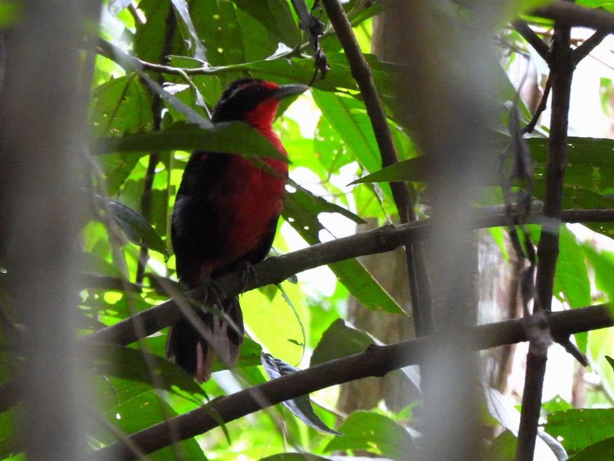 Rosy Thrush-Tanager - ML638089817