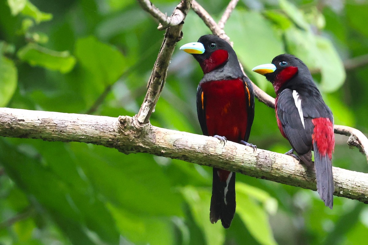 Black-and-red Broadbill - ML638089823