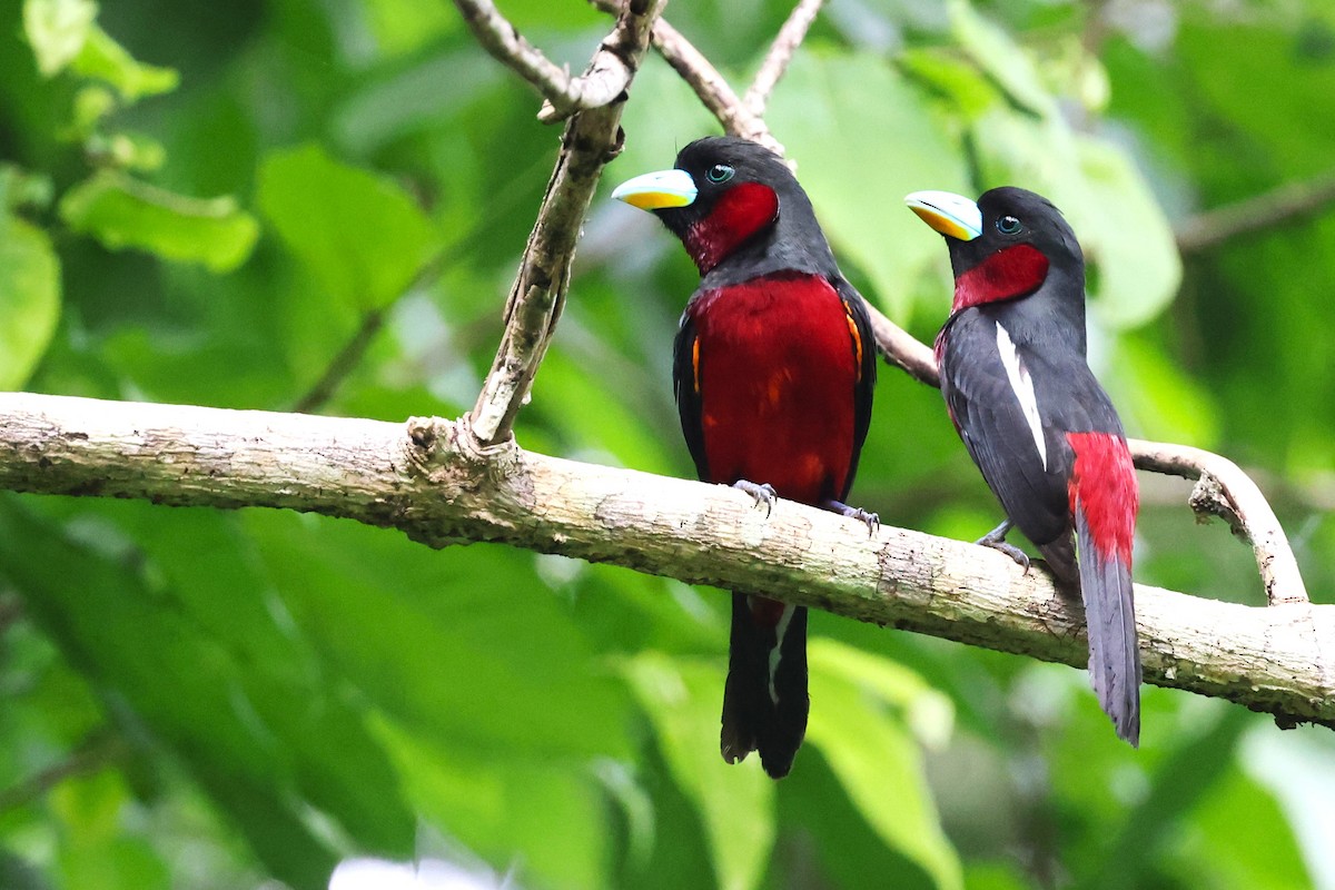 Black-and-red Broadbill - ML638089824