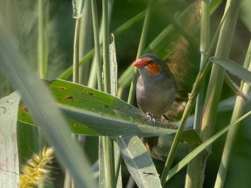 Orange-cheeked Waxbill - ML638089840
