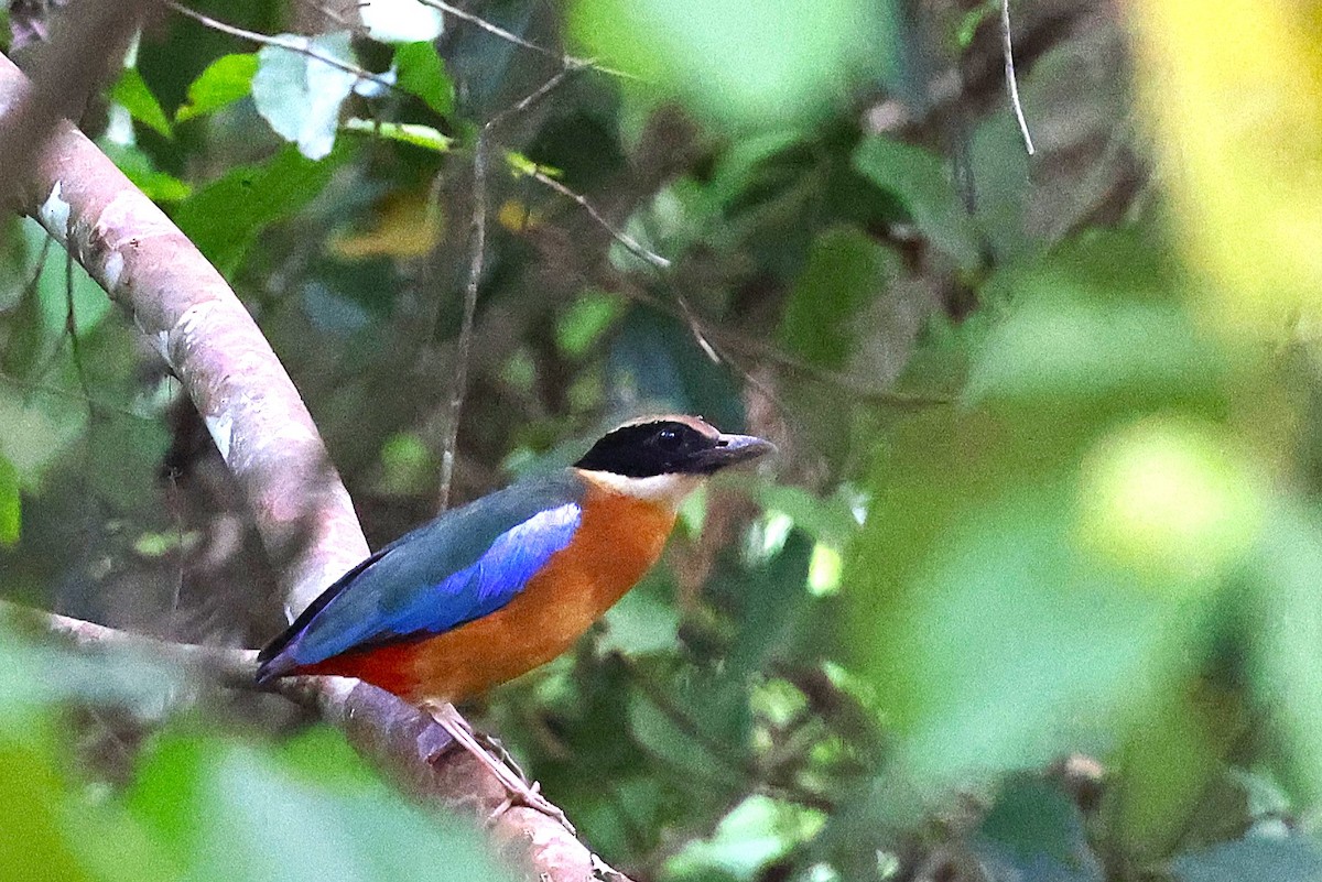 Blue-winged Pitta - ML638089843
