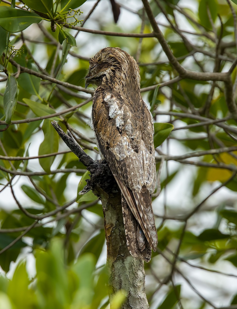 Northern Potoo - ML638089863