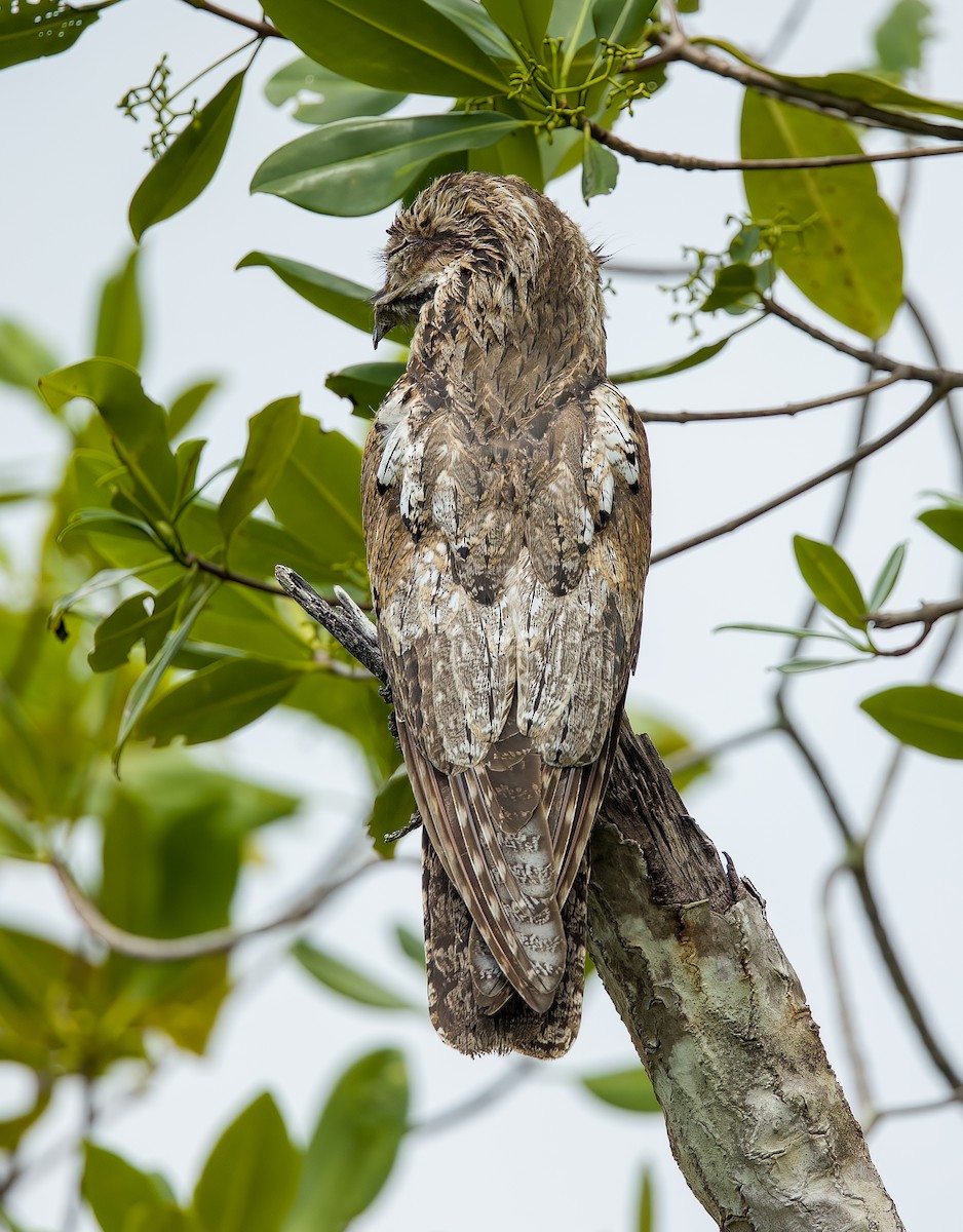 Northern Potoo - ML638089864