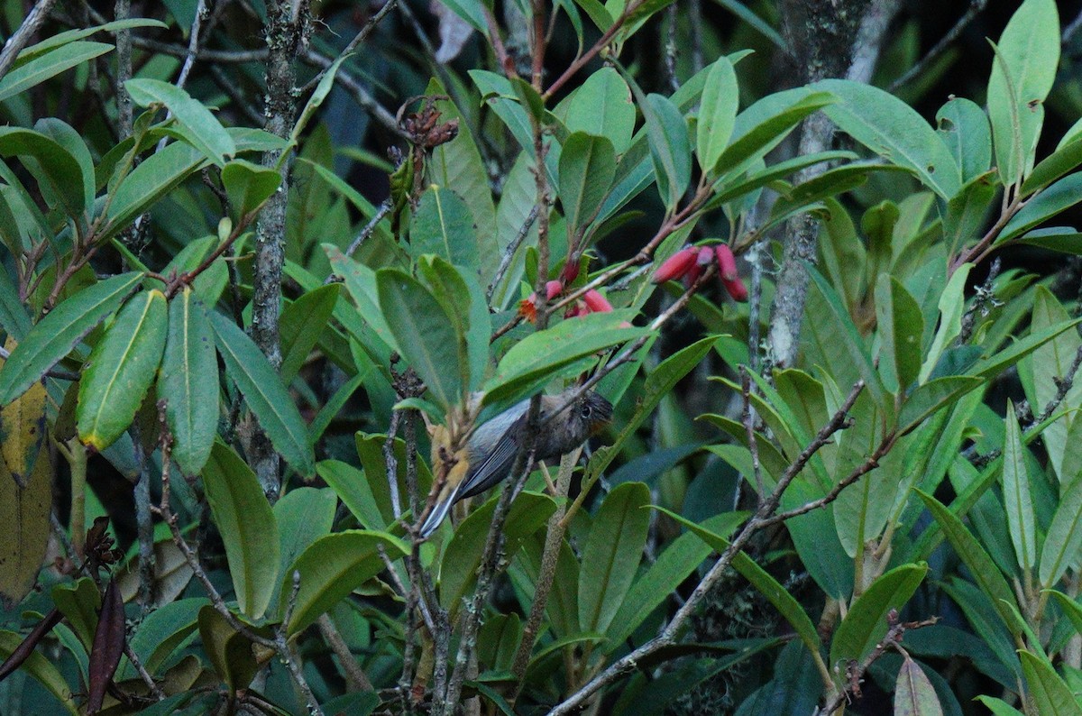 Rufous-vented Yuhina - ML638089876