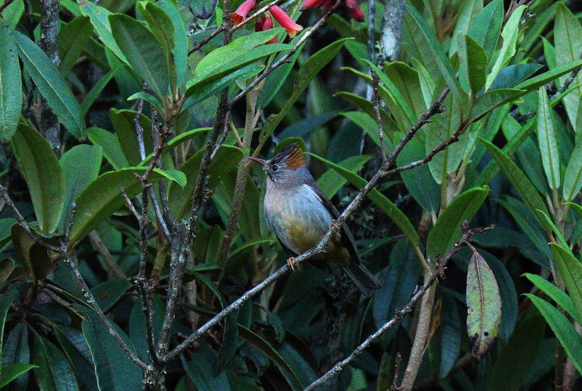 Rufous-vented Yuhina - ML638089877