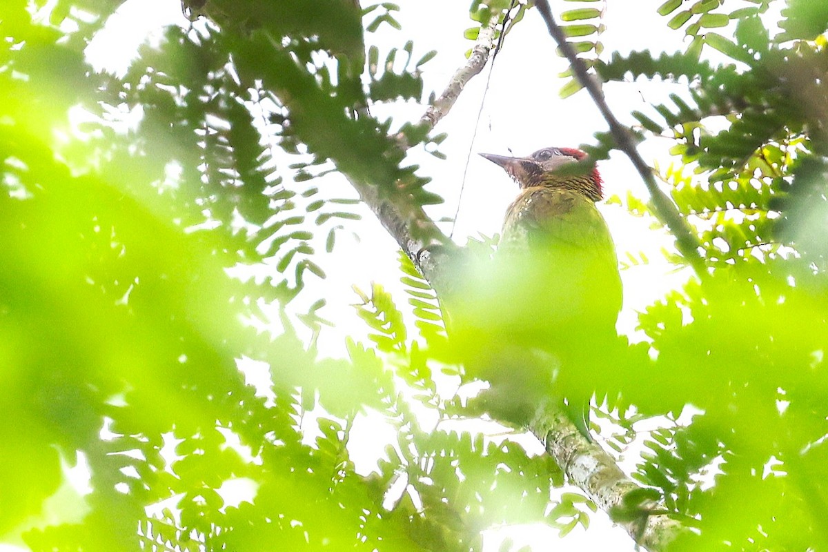 Laced Woodpecker - ML638089884