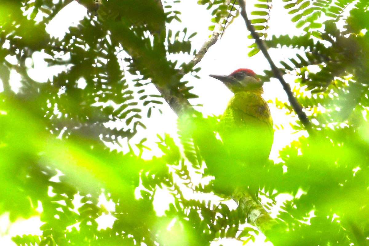 Laced Woodpecker - ML638089885