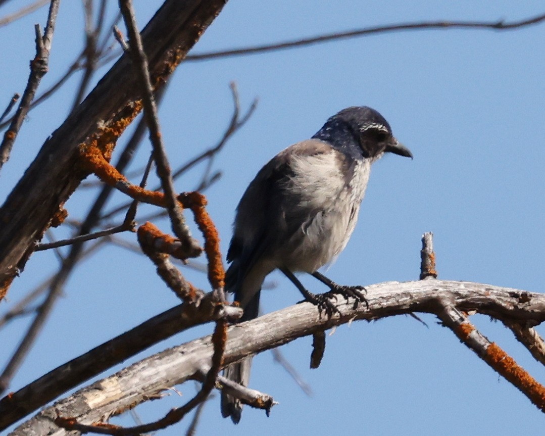 California Scrub-Jay - ML638089901