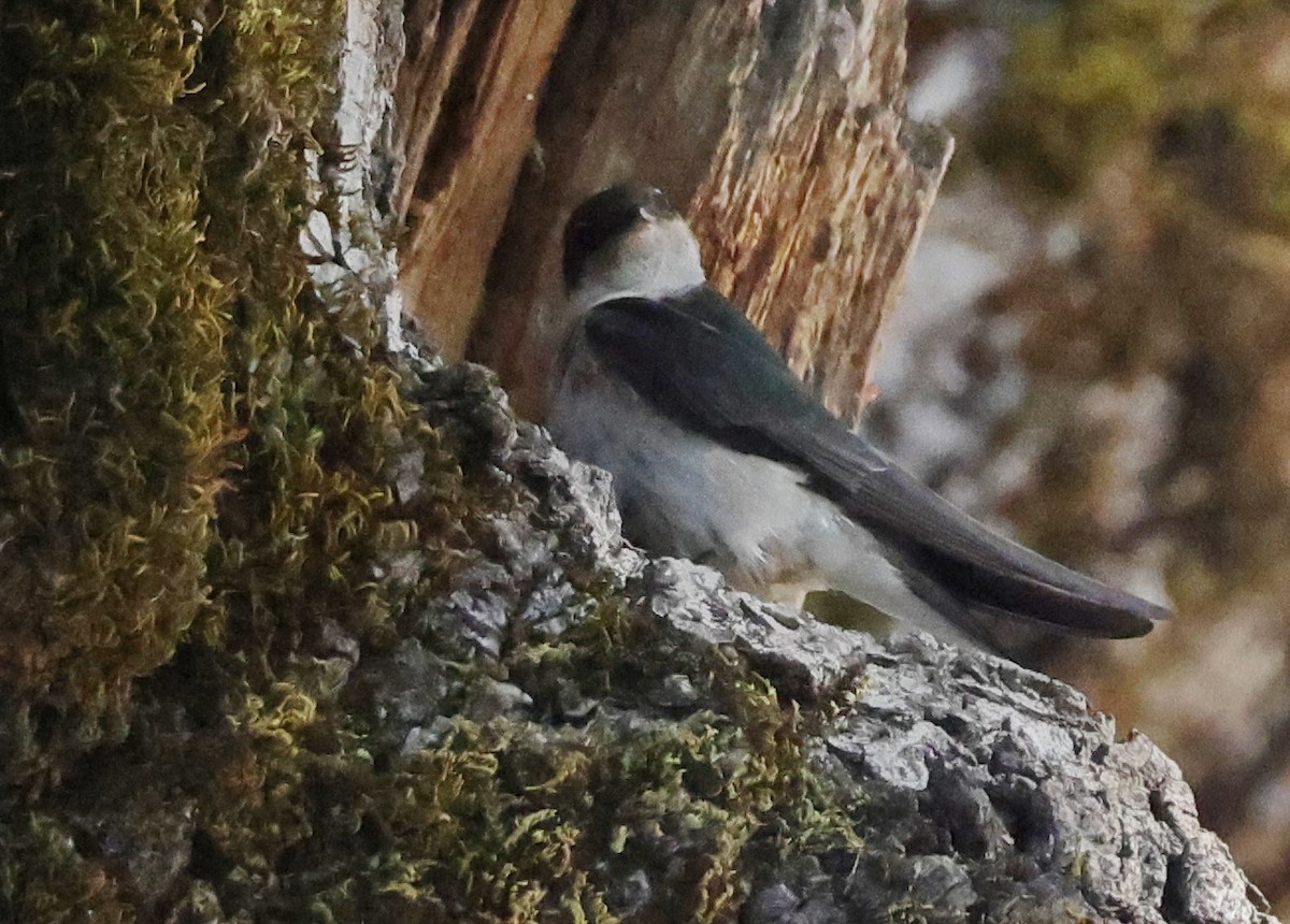 Tree Swallow - ML638089909