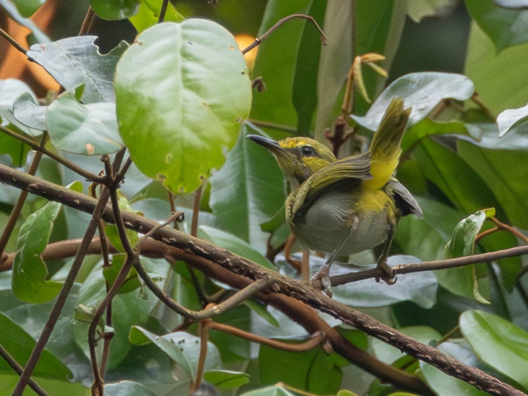 Yellow-browed Camaroptera - ML638089910
