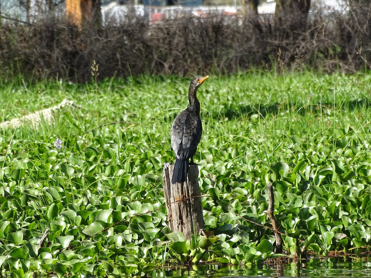 Reed Cormorant - ML638089913
