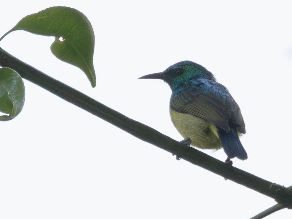 Collared Sunbird - ML638089914