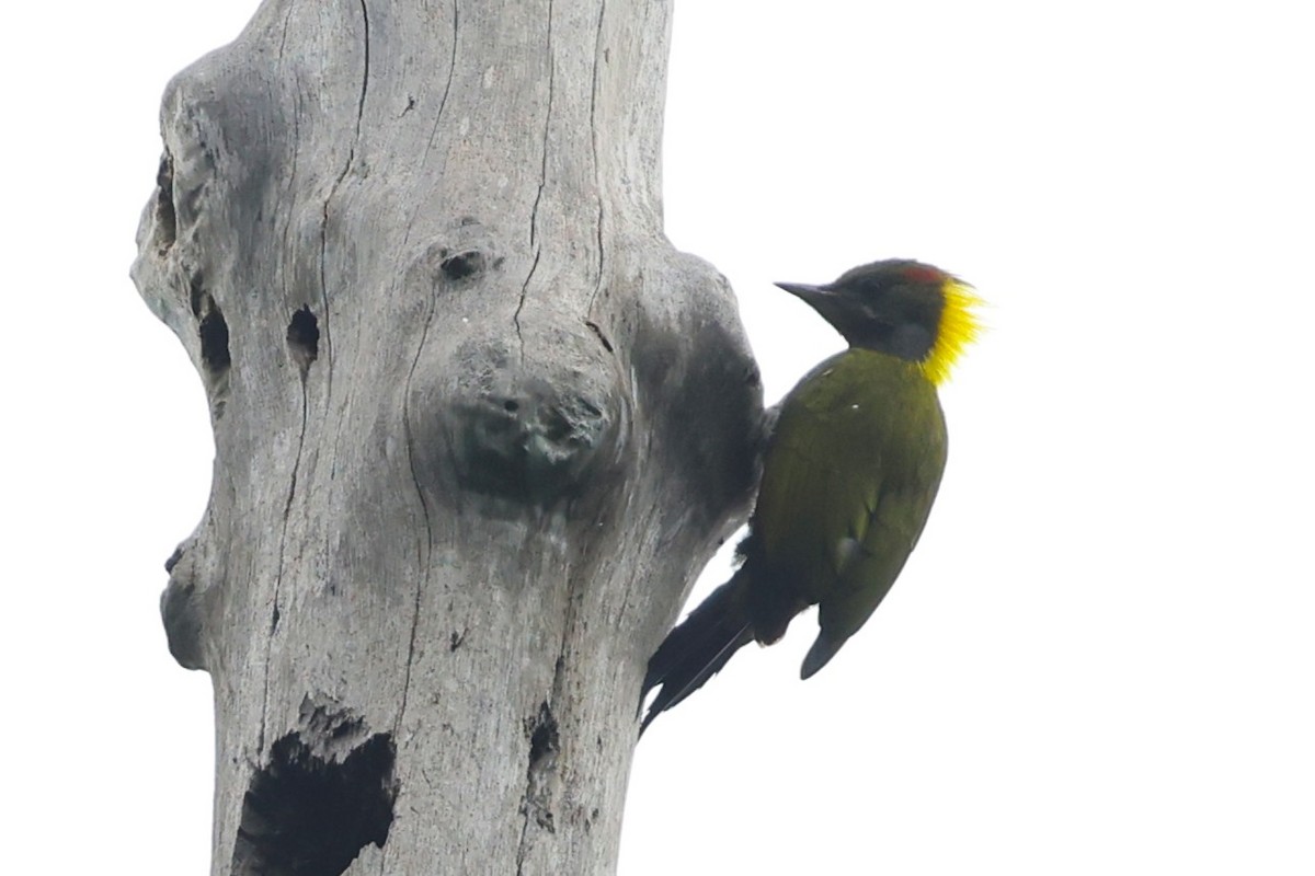 Lesser Yellownape - ML638089924