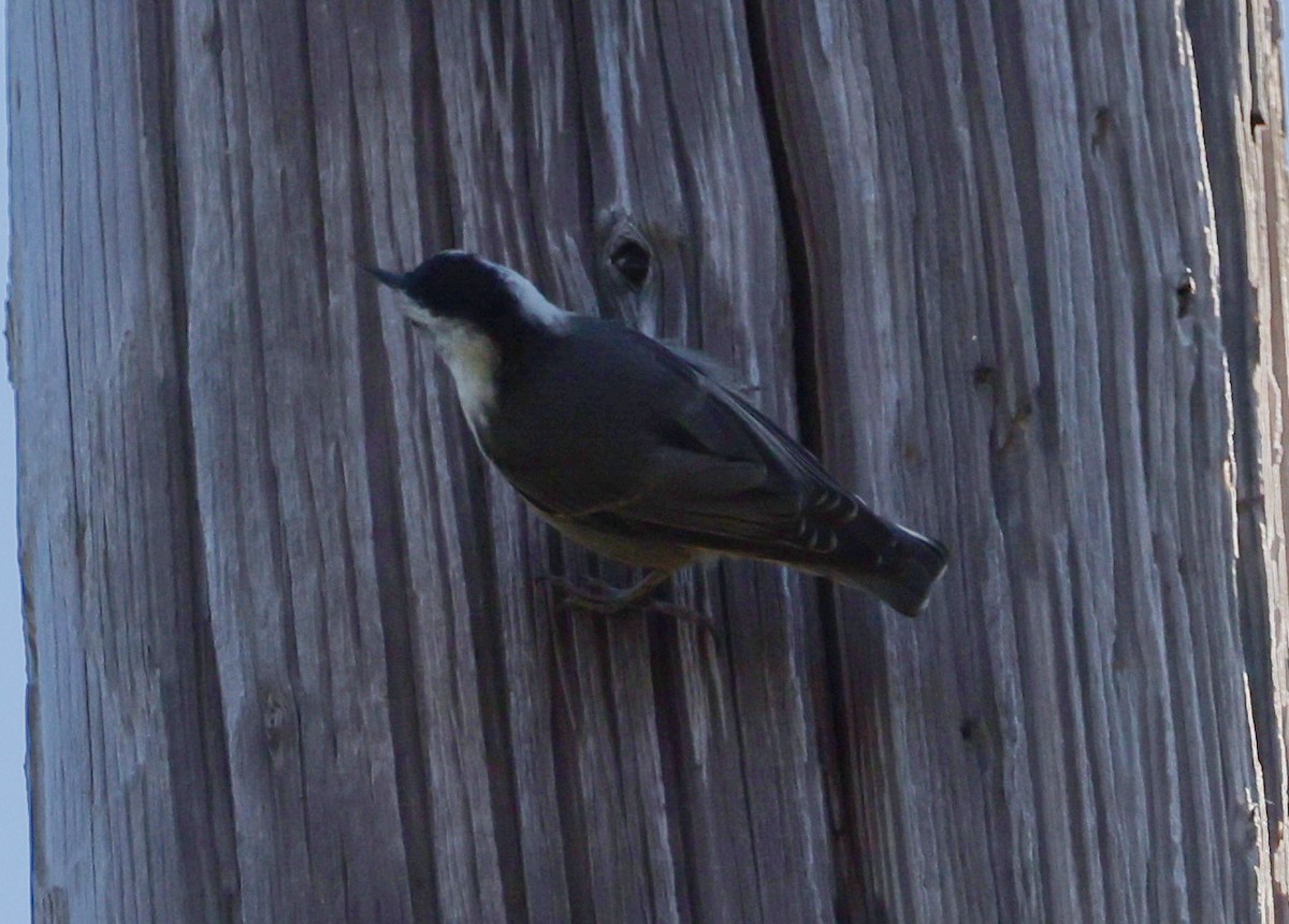 Повзик каролінський (підвид aculeata/alexandrae) - ML638089934