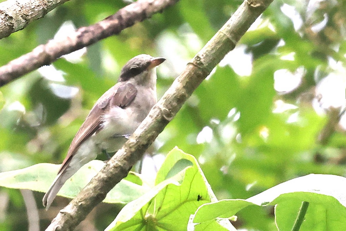 Large Woodshrike - ML638089936