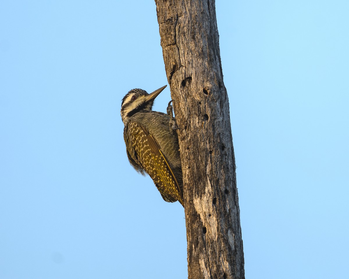 Bearded Woodpecker - ML638089938