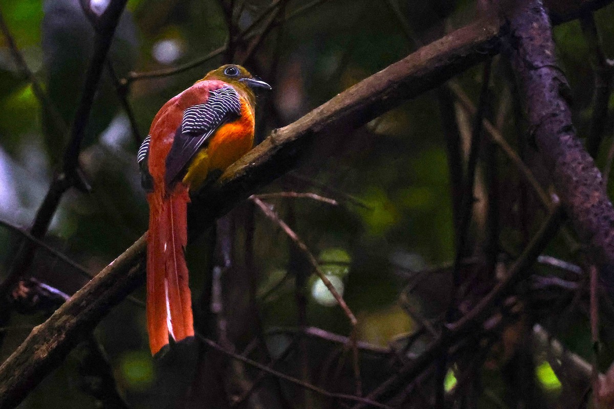 Orange-breasted Trogon - ML638089940