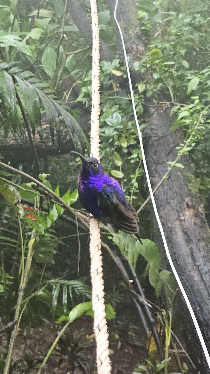 Violet Sabrewing - ML638089944
