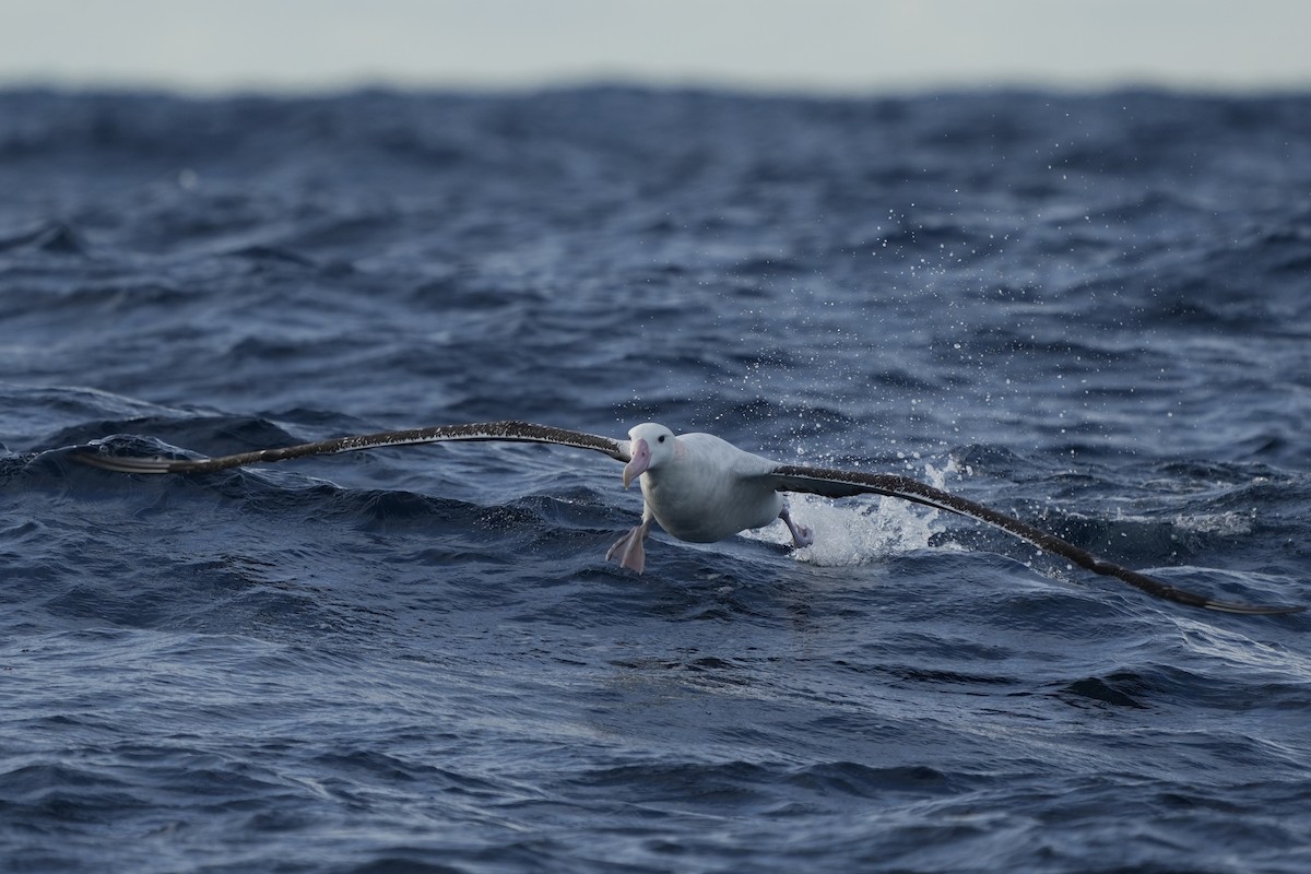 Snowy Albatross - ML638089951