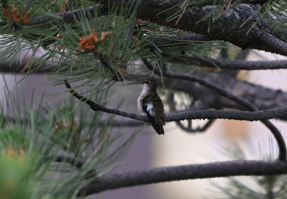 Black-chinned Hummingbird - ML638089957